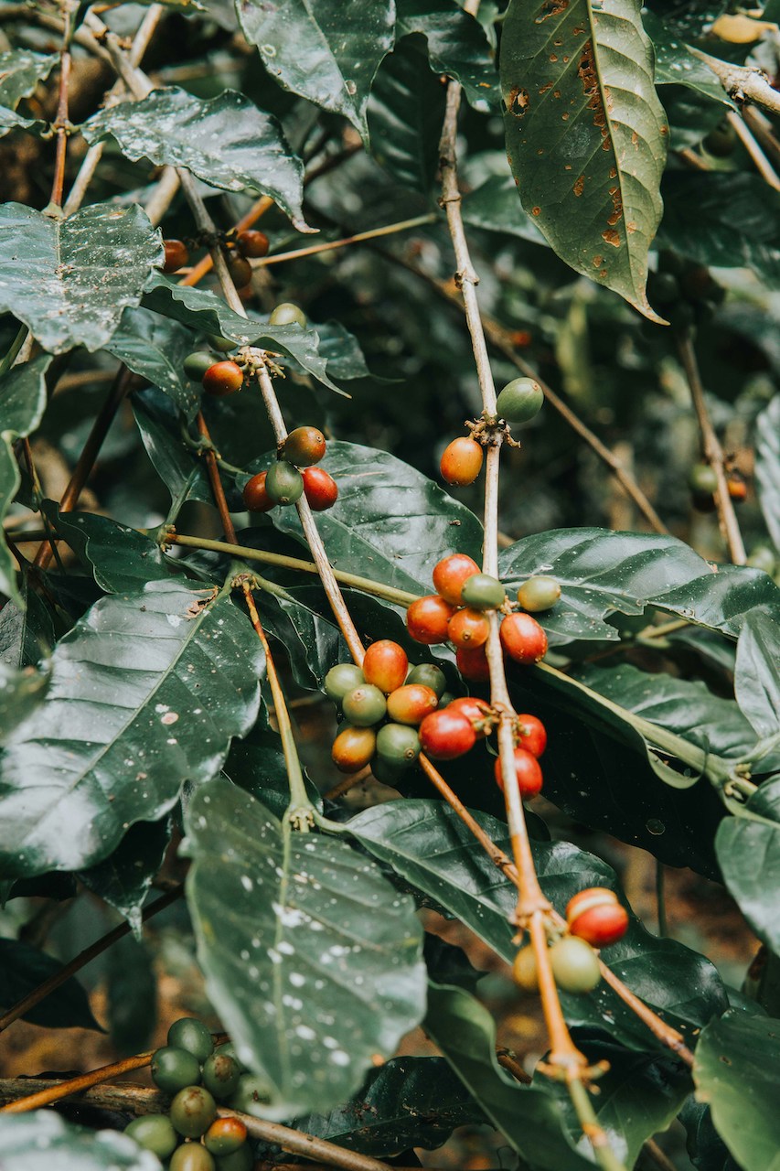 Coffee Plant